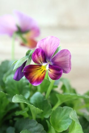 画像3: ゲブラさんの八ヶ岳ビオラ "ミステリアス アマゾネス" No.63