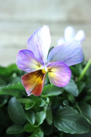 画像2: ゲブラさんの八ヶ岳ビオラ "ミステリアス アマゾネス" No.89