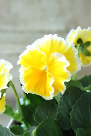 画像9: ビオラ~Egg Tart・エッグタルト~