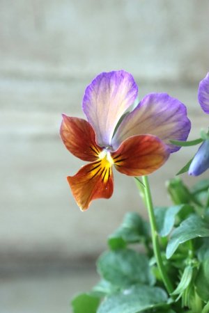 画像2: ゲブラさんの八ヶ岳ビオラ "ミステリアス アマゾネス" No.90