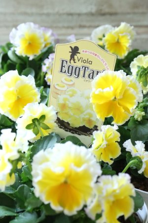 画像2: ビオラ~Egg Tart・エッグタルト~