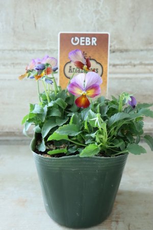 画像5: ゲブラさんの八ヶ岳ビオラ "ミステリアス アマゾネス" No.90