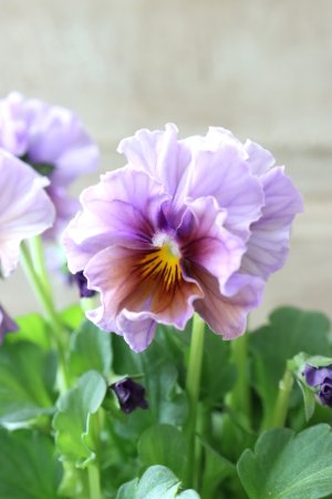 画像10: ビオラ "Nouvelle Vague Aquarelle~ヌーヴェルヴァーグ アクアレール~"