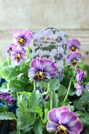 画像3: Nouvelle Vague collection "Lapis Lazuli"〜ヌーヴェルヴァーグ ラピスラズリ〜