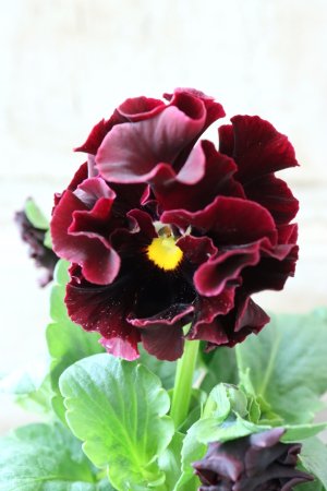 画像8: パンジー "Panzy~Robe de Antoinette~ローヴ ドゥ アントワネット ソワレ~"