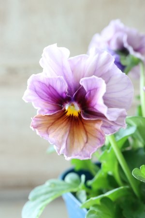 画像9: ビオラ "Nouvelle Vague Aquarelle~ヌーヴェルヴァーグ アクアレール~"