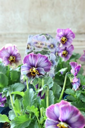 画像1: Nouvelle Vague collection "Lapis Lazuli"〜ヌーヴェルヴァーグ ラピスラズリ〜