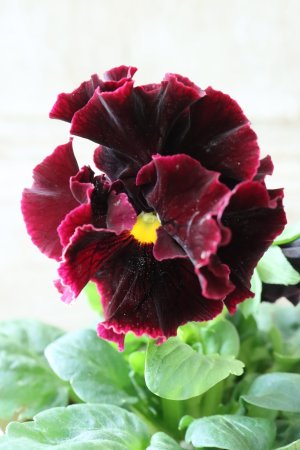 画像7: パンジー "Panzy~Robe de Antoinette~ローヴ ドゥ アントワネット ソワレ~"