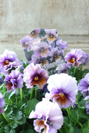 画像2: ビオラ "Nouvelle Vague Aquarelle~ヌーヴェルヴァーグ アクアレール~"