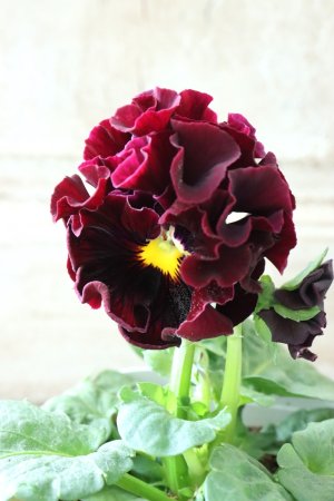 画像4: パンジー "Panzy~Robe de Antoinette~ローヴ ドゥ アントワネット ソワレ~"