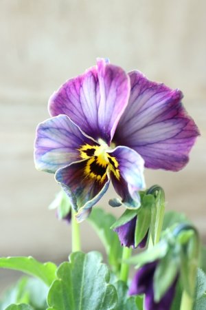 画像10: Nouvelle Vague collection "Lapis Lazuli"〜ヌーヴェルヴァーグ ラピスラズリ〜