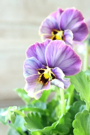 画像8: Nouvelle Vague collection "Lapis Lazuli"〜ヌーヴェルヴァーグ ラピスラズリ〜