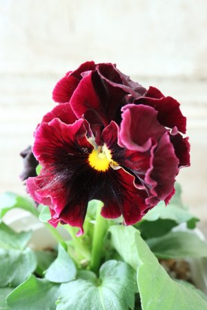 画像3: パンジー "Panzy~Robe de Antoinette~ローヴ ドゥ アントワネット ソワレ~"