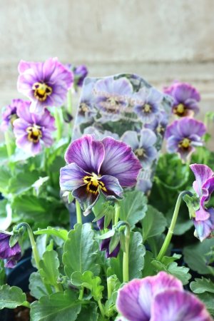 画像2: Nouvelle Vague collection "Lapis Lazuli"〜ヌーヴェルヴァーグ ラピスラズリ〜