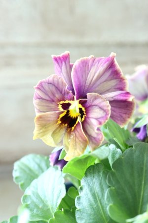 画像4: Nouvelle Vague collection "Lapis Lazuli"〜ヌーヴェルヴァーグ ラピスラズリ〜