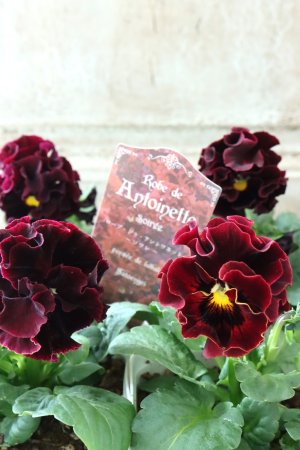 画像2: パンジー "Panzy~Robe de Antoinette~ローヴ ドゥ アントワネット ソワレ~"