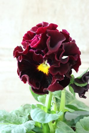 画像5: パンジー "Panzy~Robe de Antoinette~ローヴ ドゥ アントワネット ソワレ~"