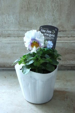 画像4: Fee des neiges  "フェデネージュ ブルー/パープル" No.8