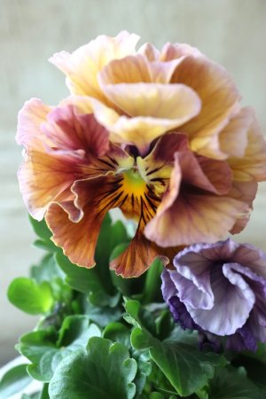 画像2: Fee des neiges Crepe Noble "フェデネージュ クレープ ノーブル" No.12