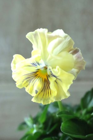 画像3: Fee des neiges Crepe Noble "フェデネージュ クレープ ノーブル" No.13