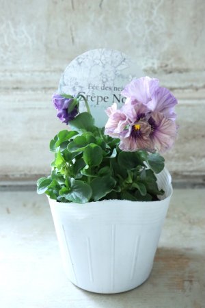 画像4: Fee des neiges Crepe Noble "フェデネージュ クレープ ノーブル" No.19