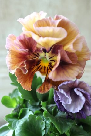 画像3: Fee des neiges Crepe Noble "フェデネージュ クレープ ノーブル" No.12