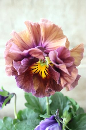 画像1: Fee des neiges Crepe Noble "フェデネージュ クレープ ノーブル" No.6