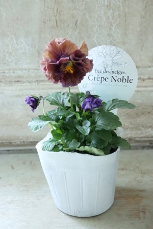 画像4: Fee des neiges Crepe Noble "フェデネージュ クレープ ノーブル" No.6