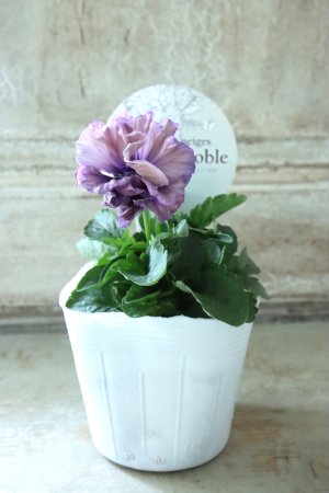 画像4: Fee des neiges Crepe Noble "フェデネージュ クレープ ノーブル" No.9