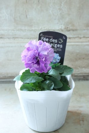 画像4: Fee des neiges  "フェデネージュ ブルー/パープル" No.3