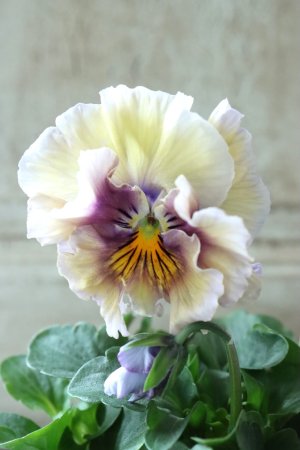 画像1: Fee des neiges Crepe Noble "フェデネージュ クレープ ノーブル" No.15