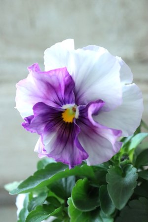 画像1: Fee des neiges  "フェデネージュ ブルー/パープル" No.20