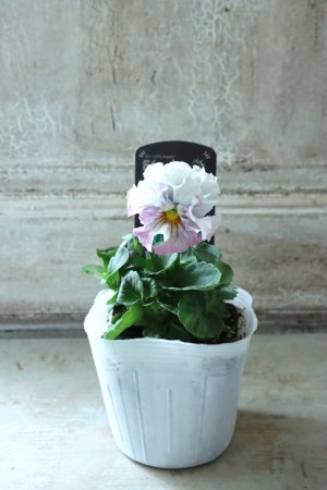 画像4: Fee des neiges  "フェデネージュ ブルー/パープル" No.10