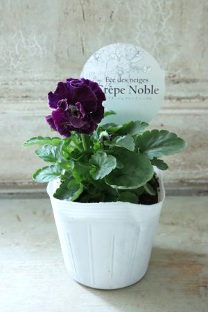 画像4: Fee des neiges Crepe Noble "フェデネージュ クレープ ノーブル" No.11