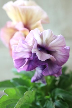 画像3: Fee des neiges Crepe Noble "フェデネージュ クレープ ノーブル" No.5