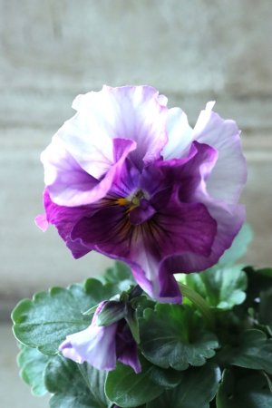 画像3: Fee des neiges  "フェデネージュ ブルー/パープル" No.12