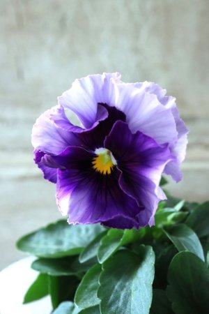 画像1: Fee des neiges  "フェデネージュ ブルー/パープル" No.19