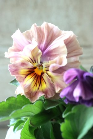 画像3: Fee des neiges Crepe Noble "フェデネージュ クレープ ノーブル" No.1