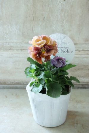 画像4: Fee des neiges Crepe Noble "フェデネージュ クレープ ノーブル" No.12