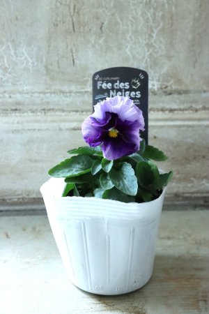 画像4: Fee des neiges  "フェデネージュ ブルー/パープル" No.19