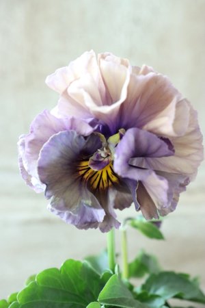 画像3: Fee des neiges Crepe Noble "フェデネージュ クレープ ノーブル" No.10