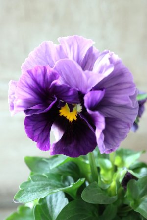 画像1: Fee des neiges Crepe Noble "フェデネージュ クレープ ノーブル" No.14