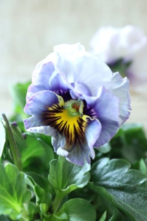 画像1: Fee des neiges Crepe Noble "フェデネージュ クレープ ノーブル" No.7