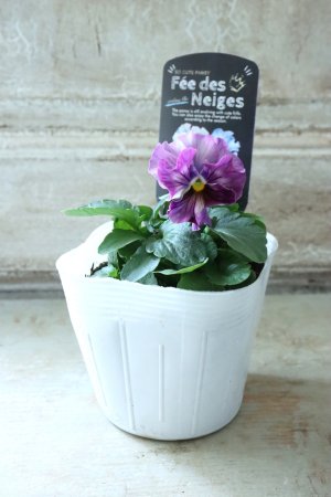 画像4: Fee des neiges  "フェデネージュ ブルー/パープル" No.9