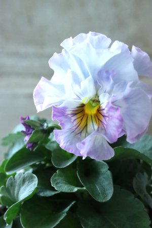 画像1: Fee des neiges  "フェデネージュ ブルー/パープル" No.16