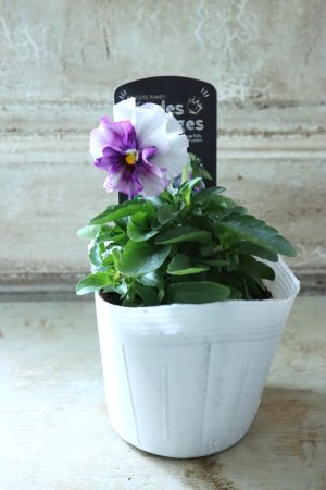 画像4: Fee des neiges  "フェデネージュ ブルー/パープル" No.20