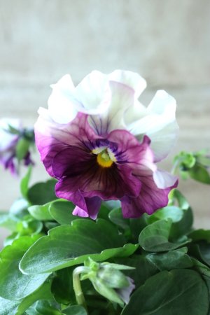 画像2: Fee des neiges  "フェデネージュ ブルー/パープル" No.14