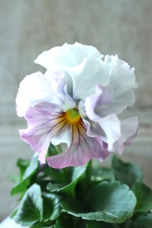 画像3: Fee des neiges  "フェデネージュ ブルー/パープル" No.10