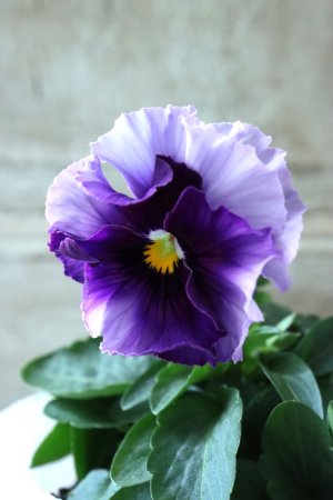 画像3: Fee des neiges  "フェデネージュ ブルー/パープル" No.19