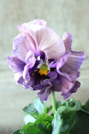 画像3: Fee des neiges Crepe Noble "フェデネージュ クレープ ノーブル" No.9